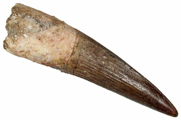 Fossil Spinosaurus Tooth - Real Dinosaur Tooth #350076